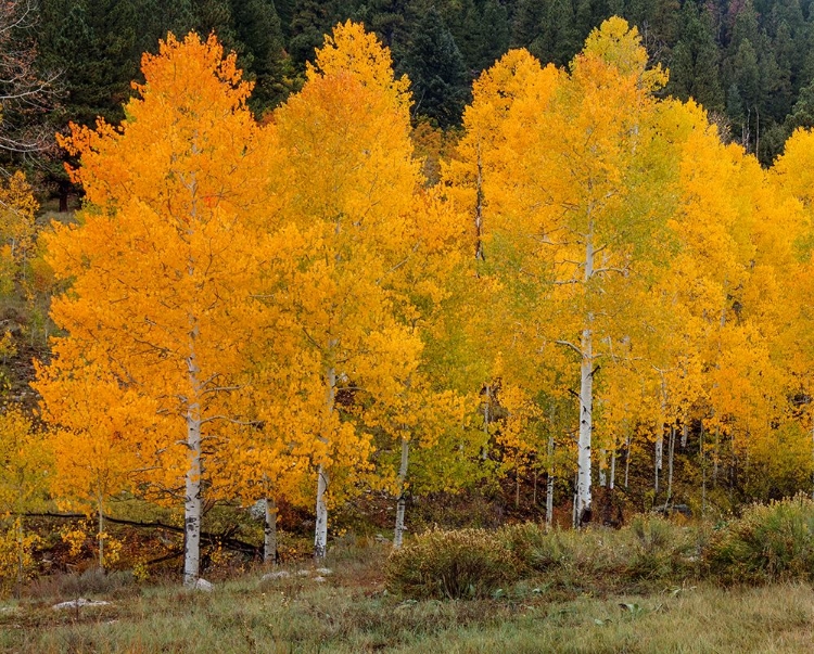 Picture of VIVID ASPENS 2