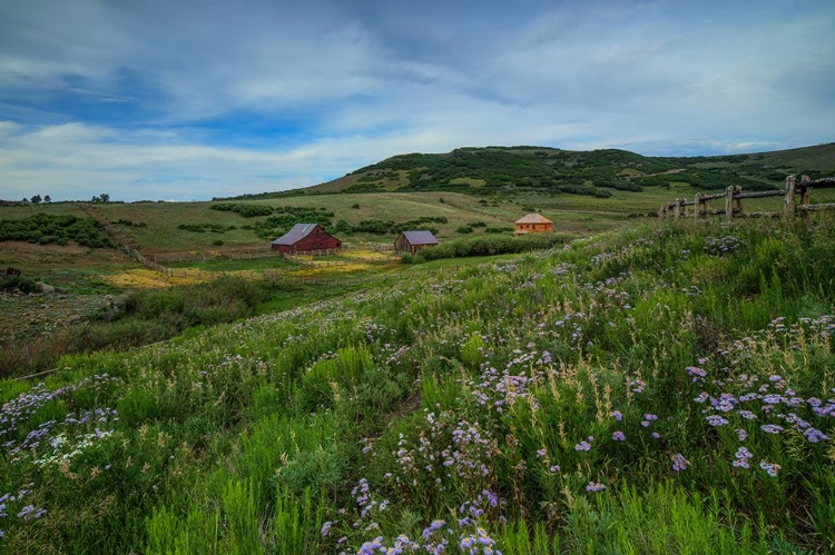 Picture of WILDFLOWERS AT THE TRUE GRIT RANCH 1