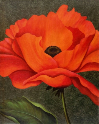 Picture of RED POPPY