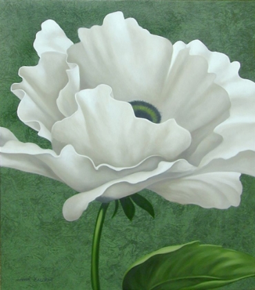 Picture of WHITE POPPY