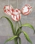 Picture of RED-STRIPED TULIPS