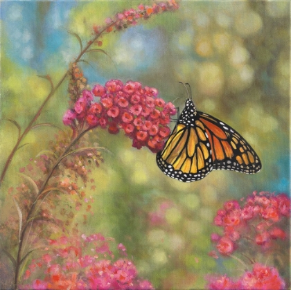Picture of MONARCH BUTTERFLY