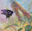 Picture of ADMIRAL BUTTERFLY