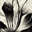 Picture of B003 FLOWERS BLACK WHITE