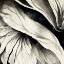 Picture of B024 FLOWERS BLACK WHITE
