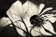 Picture of B037 FLOWERS BLACK WHITE