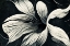 Picture of B070 FLOWERS BLACK WHITE