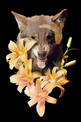 Picture of WOLFISH FLOWERS