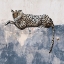 Picture of LEOPARD LOUNGE