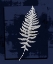 Picture of SILVER LEAF II