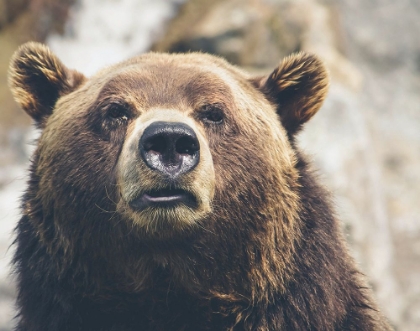 Picture of BEAR STARE I