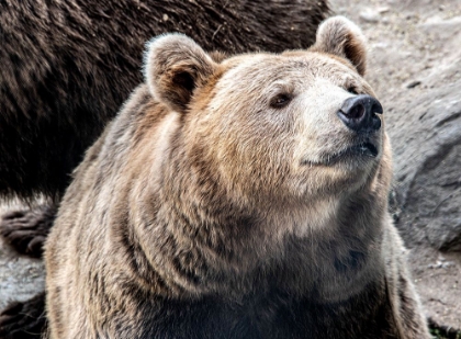 Picture of BEAR STARE II