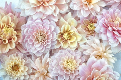 Picture of DAHLIA TAPESTRY I