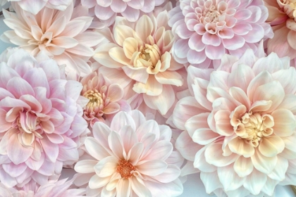 Picture of DAHLIA TAPESTRY II