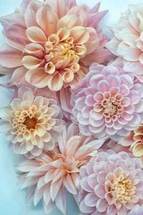 Picture of DAHLIA TAPESTRY III