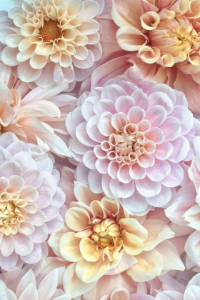 Picture of DAHLIA TAPESTRY IV