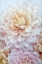 Picture of DAHLIA DREAM