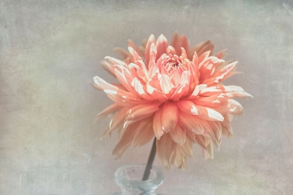 Picture of CORAL DAHLIA