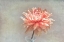 Picture of CORAL DAHLIA