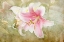 Picture of LILY