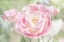 Picture of TULIPS