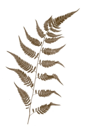 Picture of FERN