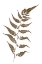 Picture of FERN