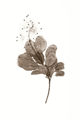 Picture of FILIPENDULA