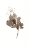 Picture of FILIPENDULA