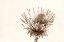 Picture of PROTEA RELIC