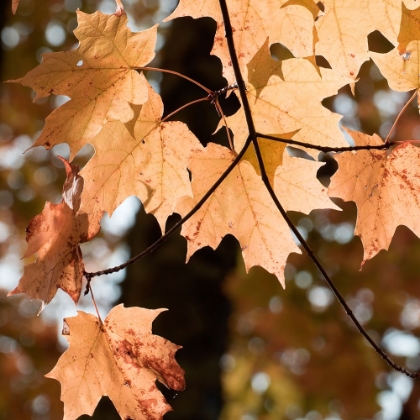 Picture of AUTUMN LEAVES