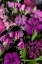 Picture of SWEET PEA TAPESTRY