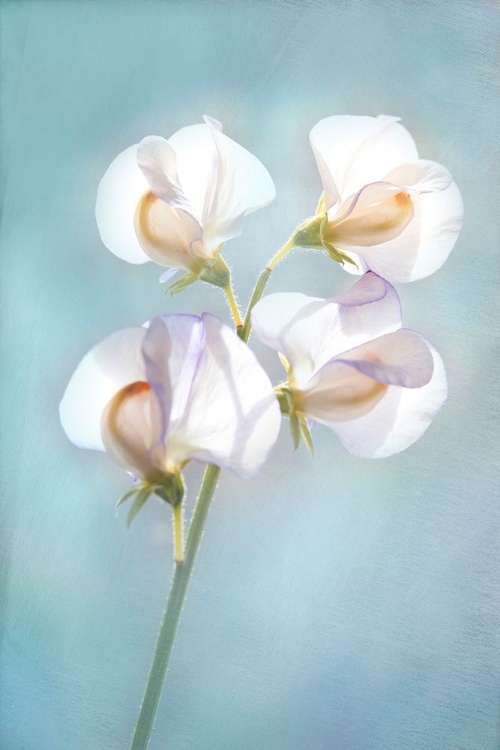 Picture of SWEET PEA SKY