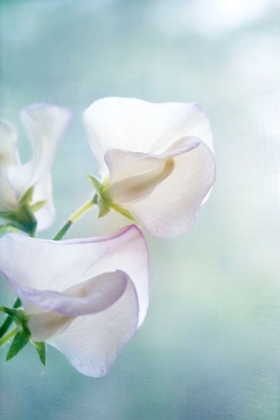 Picture of SWEET PEA DREAM