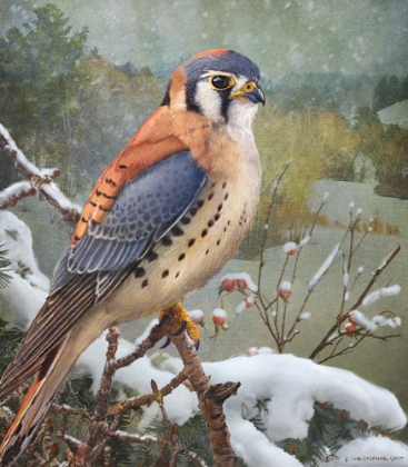 Picture of IN SNOWSCAPE KESTREL