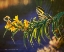 Picture of YELLOW FLOWERS BUTTERFLY