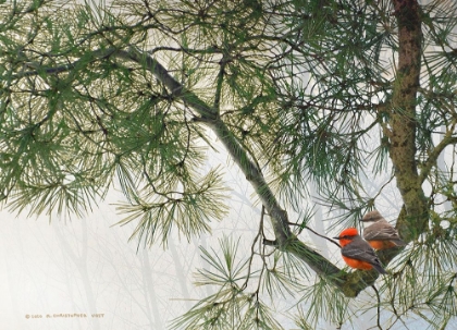 Picture of BENT PINE BOUGH WITH VERMILLION FLYCATCHERS