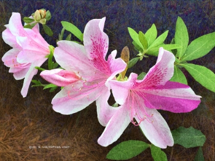 Picture of PINK AZALEAS