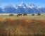Picture of MEADOW GRASS GRAND TETON