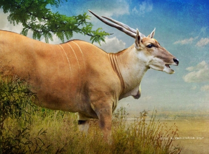 Picture of STEPPING OUT FEMALE COMMON ELAND