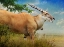 Picture of STEPPING OUT FEMALE COMMON ELAND