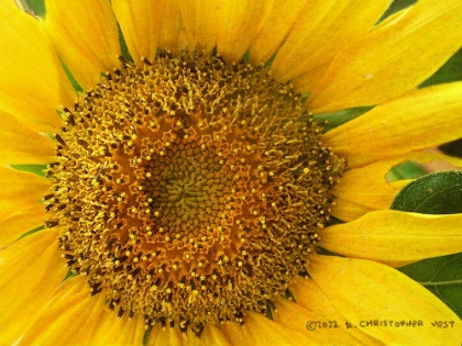 Picture of MACRO SUNFLOWER