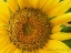 Picture of MACRO SUNFLOWER