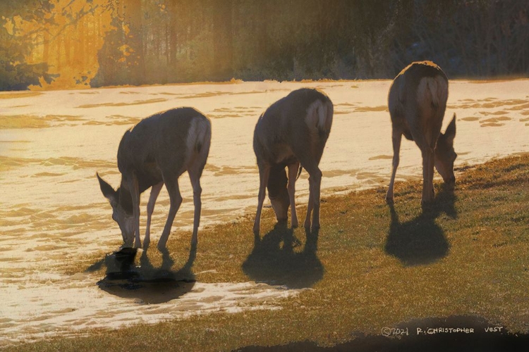 Picture of DEER GRAZING AT CITY PARK