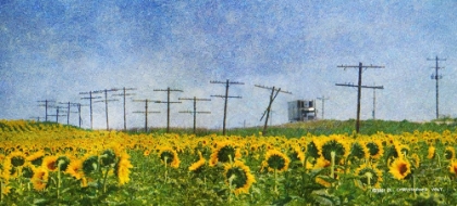 Picture of PHONE POLES AND SUNFLOWERS