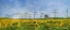 Picture of PHONE POLES AND SUNFLOWERS