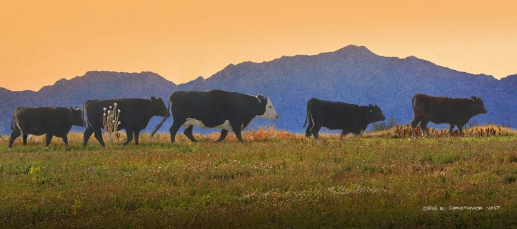 Picture of FIVE COWS IN A ROW