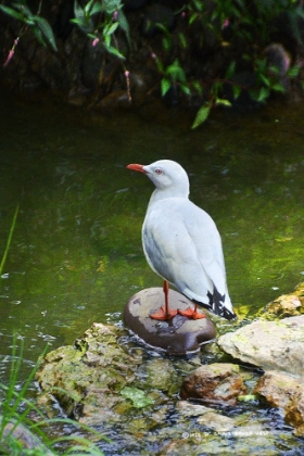 Picture of RED BILLED GUL