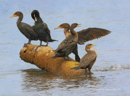 Picture of GROUP OF CORMORANTS