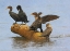 Picture of GROUP OF CORMORANTS